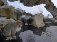 A place where monkeys soak in hot springs