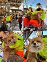 🦊 Zao Fox Village 🦊