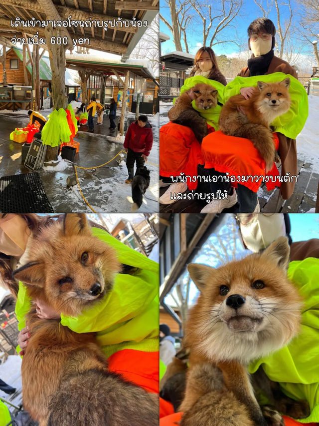 🦊 Zao Fox Village 🦊