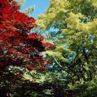 ～英彥山花園～鳥語花香花園～