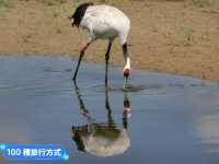 丹頂鶴的故鄉：黑龍江齊齊哈爾-扎龍自然生態濕地