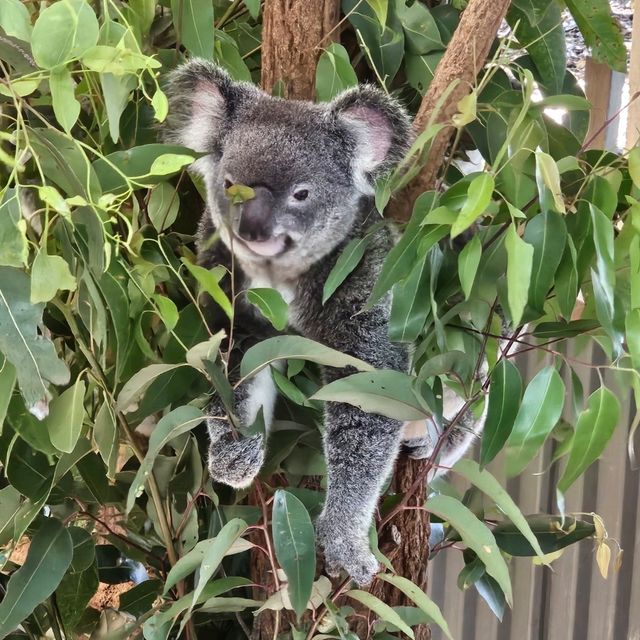 Lovely animals at Lone Pine Koala Sanctuary