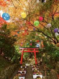 【紅葉特集】映えが止まらない😍紅葉期間の限定公開も✨花手水発祥の地で見る紅葉🍁 