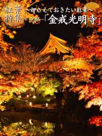 【ここ行って】市内の池に反射する紅葉ライトアップを見るならここ‼️混雑回避術紹介💡
