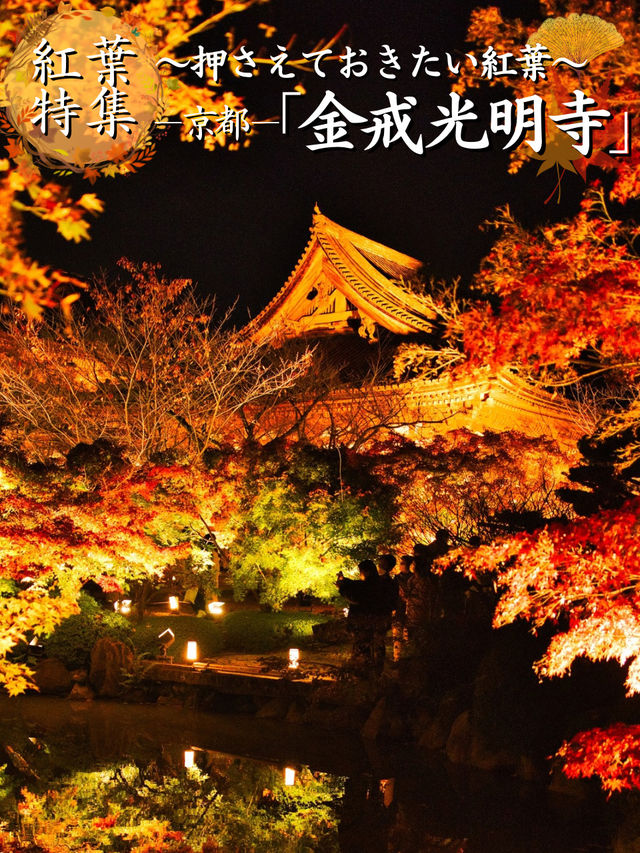 【ここ行って】市内の池に反射する紅葉ライトアップを見るならここ‼️混雑回避術紹介💡