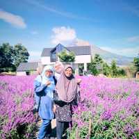 Purple Paradise: Discover the Tranquil Beauty of Lavender Farm Berastagi