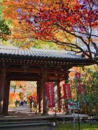 【ここ行って】桜もいいけどモミジもおすすめ‼️豊臣秀吉が残した形見の絶景🍁