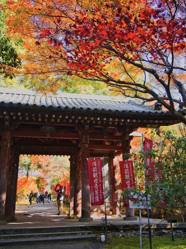 【ここ行って】桜もいいけどモミジもおすすめ‼️豊臣秀吉が残した形見の絶景🍁