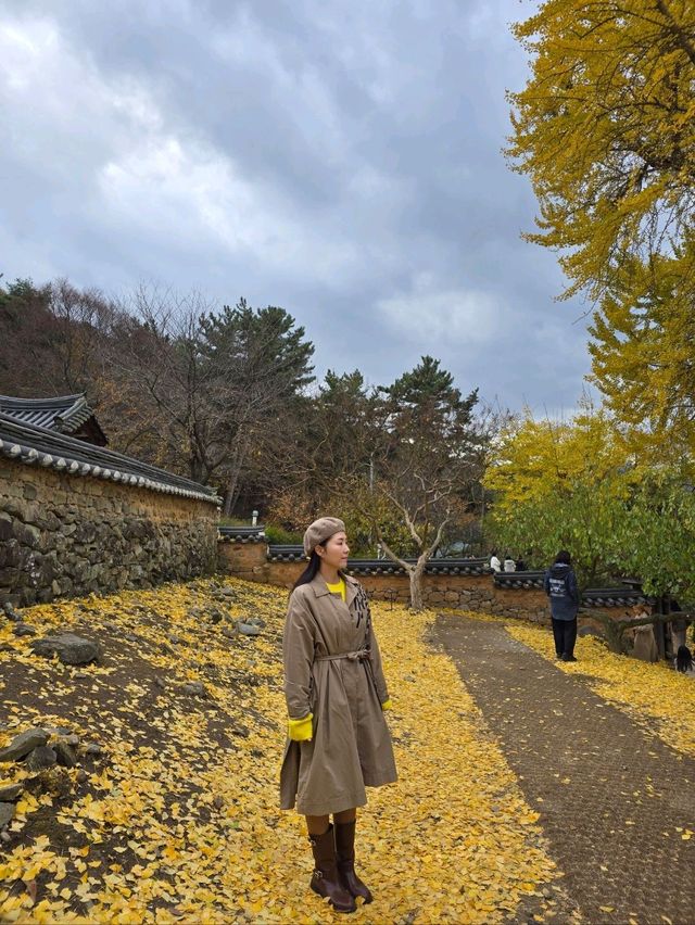 늦가을 즐기기 좋았던 밀양 금시당💛