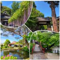 武藏寺，九州歷史最悠久的藤蔓和山茶花美麗的寺院