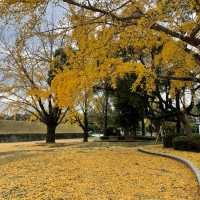 漢江市民公園：秋日奇緣 🍁🌳