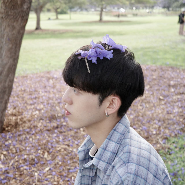 Jacaranda season in Brisbane 💜
