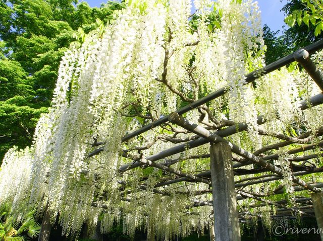 【埼玉県】埼玉の隠れた藤と紅葉の名所！「玉敷神社」
