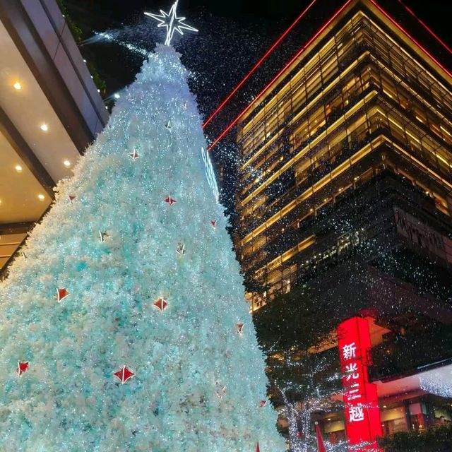 年底跟著聖誕樹一起，出境看各地美樹