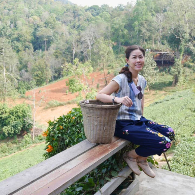 🌿 ไร่ชาลุงเดช