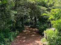 Bijarim Forest