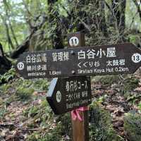 Walking Into the Mystical Forests of Yakushima !