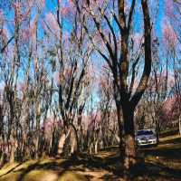 ภูลมโล