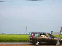 Selangor’s Hidden Oasis of Green and Gold: Sekinchan Padi Fields