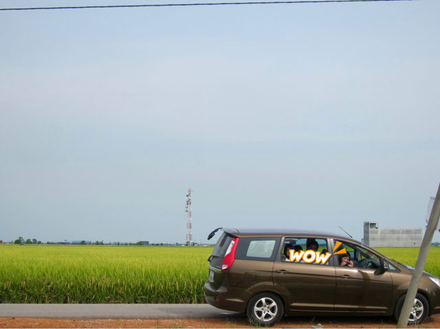 Selangor’s Hidden Oasis of Green and Gold: Sekinchan Padi Fields