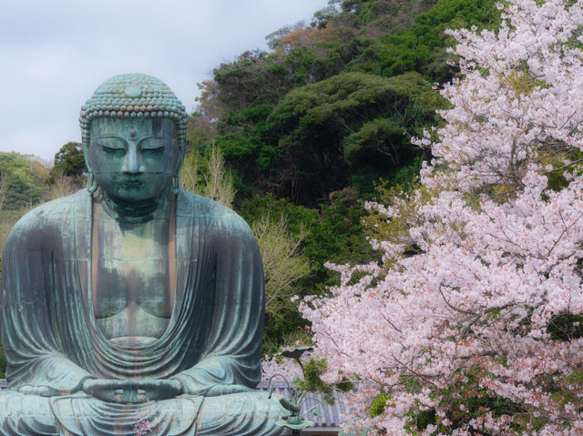 มาญี่ปุ่นต้องมาสักการะพระใหญ่แห่งเมืองคามาคุระ 🇯🇵