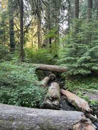 Breathtaking rainforest in Olympic Park!