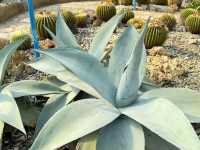 Queen Sirikit Botanic Garden 