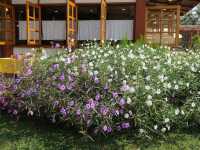🏕️ บ้านสวนกำไรสุข 🌼 ฉะเชิงเทรา 