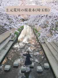 全国のソメイヨシノオススメスポット🌸