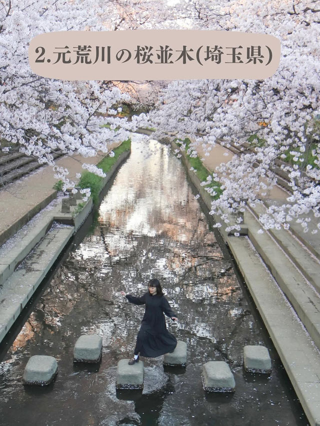 全国のソメイヨシノオススメスポット🌸