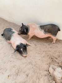 Kamari Cafe Kohlarn คาเฟ่หมู เกาะล้าน