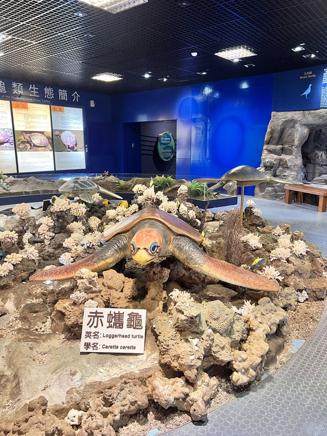 望安島綠蠵龜保育中心