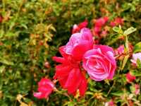 陌上花園浪漫花海
