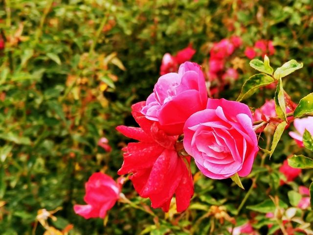 陌上花園浪漫花海