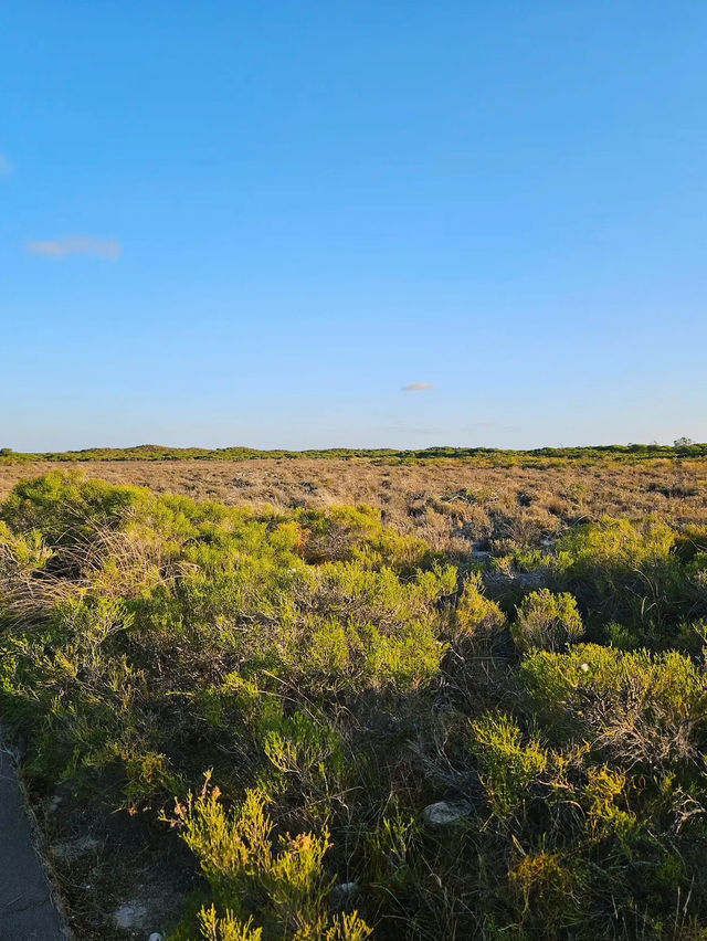 Lake Thetis Stromatolites