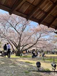 🏯 福岡城跡（舞鶴公園內）