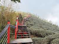 霧裡的茶園～雲嘉五連峰（台灣）