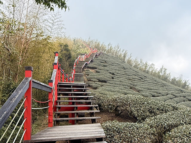 霧裡的茶園～雲嘉五連峰（台灣）