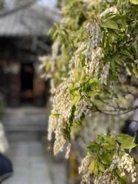 【鎌倉×初春日帰り旅】  「花の寺」として有名  梅の名所