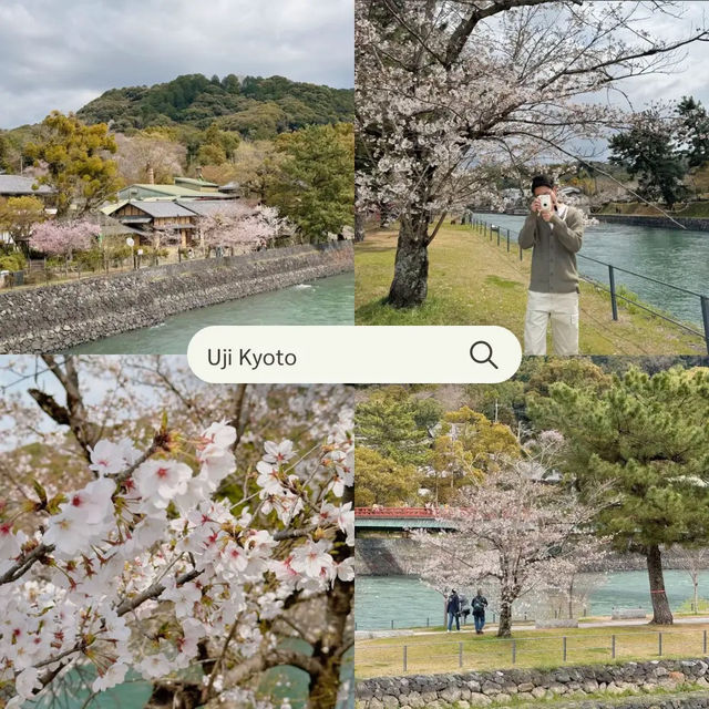 แจกแพลนดูซากุระที่โอซาก้า เกียวโต 🌸🍡🇯🇵