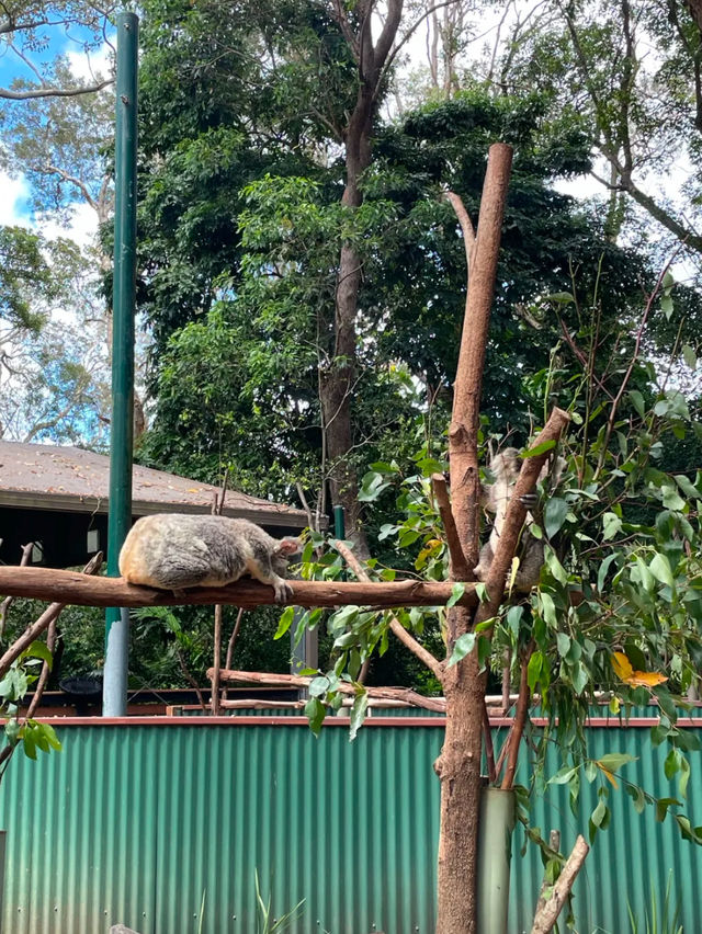 Currumbin Wildlife Sanctuary