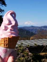 【河津桜のついでに】かわいいカピバラに癒されよう🌸