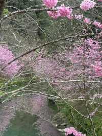 杉林溪櫻花美景