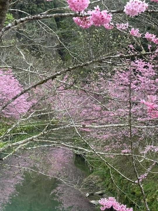杉林溪櫻花美景
