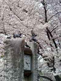 京都圓山公園的櫻花之旅 🌸✨