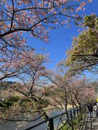 東京出發one day tour, 河津櫻花祭🌸