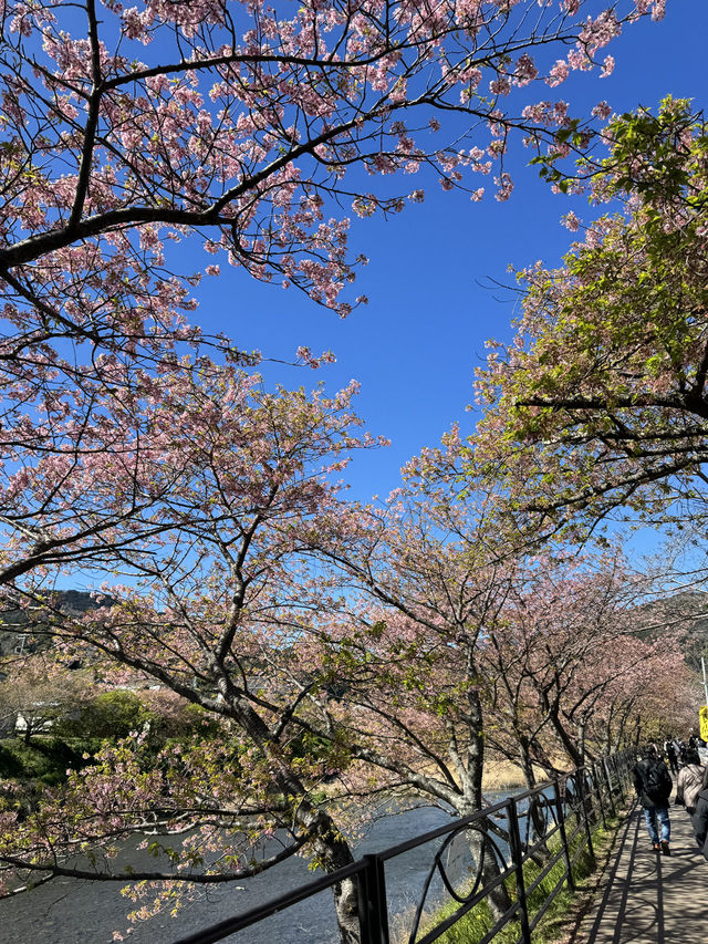 東京出發one day tour, 河津櫻花祭🌸