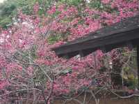 新竹公園