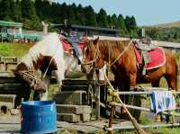 來阿蘇火山，首先要沖去買直升機的票