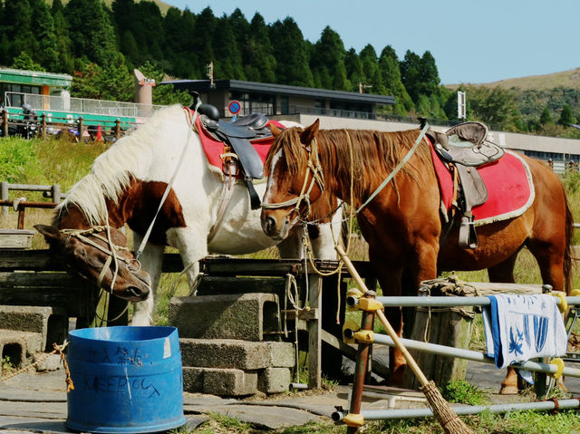 來阿蘇火山，首先要沖去買直升機的票